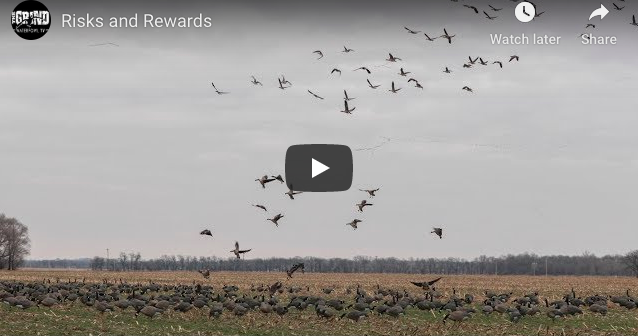Geese In Kansas Video: Hunting Geese in Kansas in