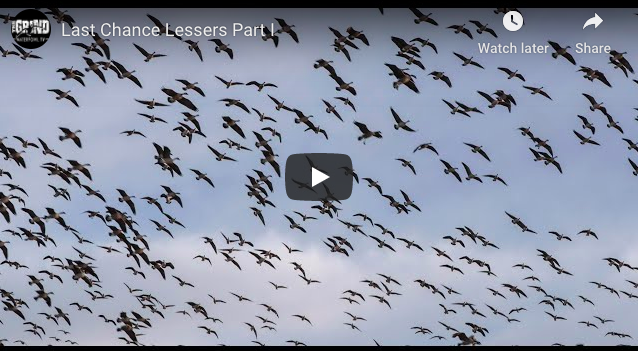 Geese In Kansas Show: Hunting Geese in Kansas in