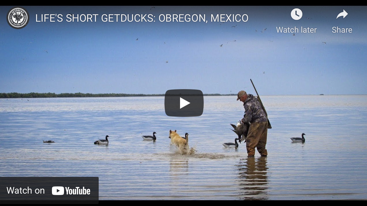 Video: Hunting Ducks in Mexico Fowl Hound